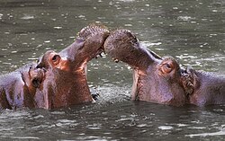 Hippopotamus (Hippopotamus amphibius) formerly inhabited Europe as far north as Great Britain at the beginning of the Late Pleistocene, becoming extinct in Europe around 30,000 years ago