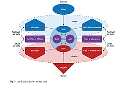 A visual rendition of the Islamic model of the soul showing the position of nafs relative to other concepts