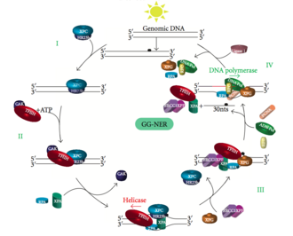 Schematic depicts binding of proteins involved with GG-NER.[3]