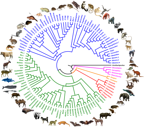 Genus-level molecular phylogeny of 116 extant mammals inferred from the gene tree information of 14,509 coding DNA sequences.[16] The major clades are colored: marsupials (magenta), xenarthrans (orange), afrotherians (red), laurasiatherians (green), and euarchontoglirans (blue).