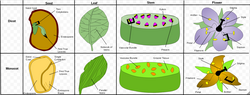Comparison of monocotyledons and dicotyledons