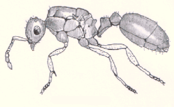 Exoskeleton of an ant
