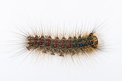 A L. dispar caterpillar