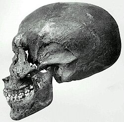 Profile view of the skull (thought to be Akhenaten) recovered from KV55