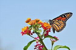 Lantana can be used in butterfly gardening.