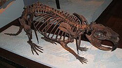 Giant beaver (Castoroides ohioensis) skeleton displayed at the Field Museum of Natural History, Chicago, Illinois, United States
