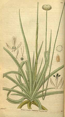 Eriocaulon decangulare