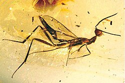 The wasp Leptofoenus pittfieldae trapped in Dominican amber, from 20 to 16 million years ago. It is known only from this specimen.