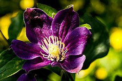 Large, dark purple clematis flower with white finger stamens in sunlight