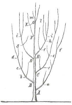 Branching tree diagram from Heinrich Georg Bronn's work (1858)