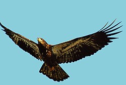 Newly fledged juvenile