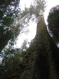 Eucalyptus regnans forest in Tasmania, Australia
