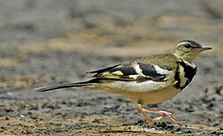 Forest wagtail, Dendronanthus indicus