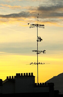 Flocks of birds assembling before migration southwards