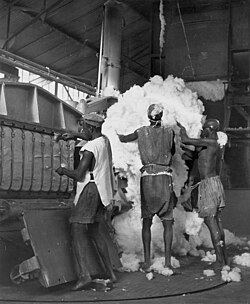 Cotton being processed in Niono into 180 kg (400 lb) bales for export to other parts of Africa and to France, c. 1950