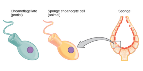 Cells of the protist choanoflagellate clade closely resemble sponge choanocyte cells. Beating of choanocyte flagella draws water through the sponge so that nutrients can be extracted and waste removed.[22]