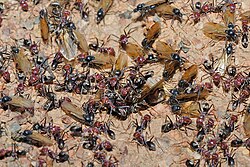 Swarming Iridomyrmex purpureus ants. The young queens are black, winged, and much larger than the wingless workers.