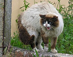 A domestic cat exhibiting a threat display, hissing and arching its back.