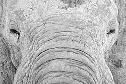 African bush elephant face close-up showcasing cracked dry mud and dust