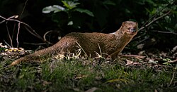 Small Indian Mongoose photographed in Hawaiʻi