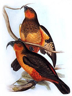The Norfolk kākā went extinct in the mid-1800s due to overhunting and habitat loss.[161]