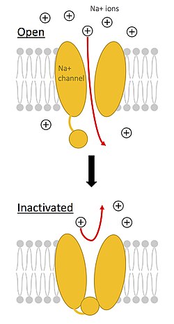 Voltage-gated sodium channel. Open channel (top) carries an influx of Na+ ions, giving rise to depolarization. As the channel becomes closed/inactivated (bottom), the depolarization ends.