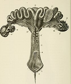 Reproductive system of the sow