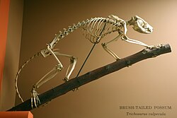Skeleton