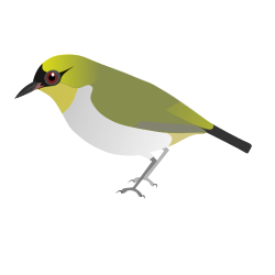 The Togian white-eye, identified as a new species by Rasmussen and her colleagues in 2008