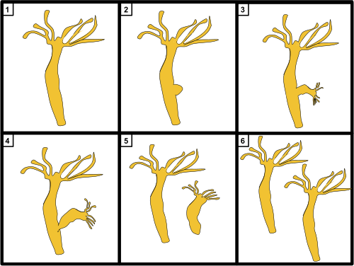 Hydra budding: 1. Non-reproducing, 2. Creating a bud, 3. Daughter growing out, 4. Beginning to cleave, 5. Daughter broke off, 6. Daughter clone of parent