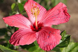 Hibiscus rosa-sinensis in full bloom