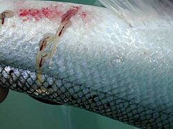 Sea lice on farmed Atlantic salmon
