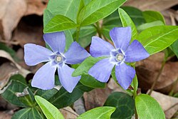 A periwinkle flower.