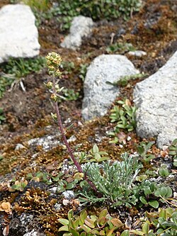 Artemisia campestris subsp. borealis an ecotype of Artemisia campestris