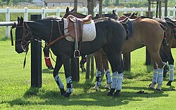 Polo ponies waiting for the game to begin