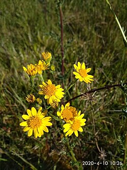 Senecio squalidus flowerheads have the yellow ray florets typical of many species