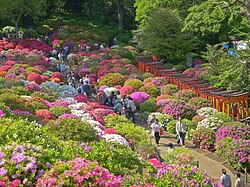 Azalea Festival at Nezu Shrine