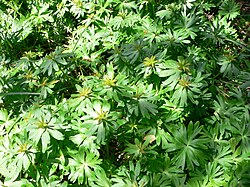 Foliage at the end of flowering