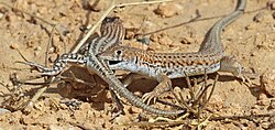 Bosc's fringe-toed lizard Acanthodactylus boskianus love bite