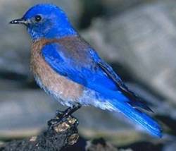 Western bluebird