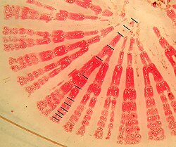 Root cross section (30 μm) of Cirsium spinosissimum. Lignified tissue is stained reddish using Phloroglucinol/HCL. Black markers denote annual ring borders. Individual collected in the Churfirsten Mountain range, Switzerland (2002)