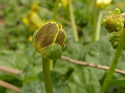 Closed-up flowerhead of lesser celandine, showing the sepals and outside of the petals.