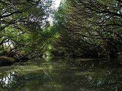Taijiang National Park, Sicao green tunnel of Manggroves
