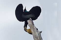 A male Victoria's riflebird displays and is inspected by a female.
