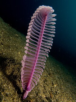 A sea pen, a modern cnidarian bearing a passing resemblance to Charnia