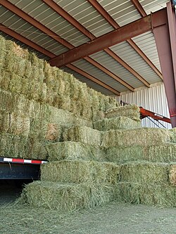 When possible, hay, especially small square bales like these, should be stored under cover and protected from precipitation.