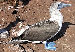 Blue-footed booby