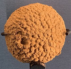 Nevadacoelia wistae, a fossil anthaspidellid demosponge from the early Ordovician of Nevada