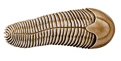 S. floundersi, life restoration at MUSE – Science Museum in Trento