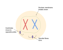 Prophase during mitosis